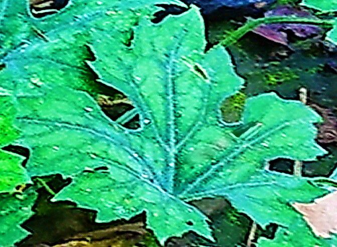 Trichosanthes laceribractea — search result for 'Trichosanthes'