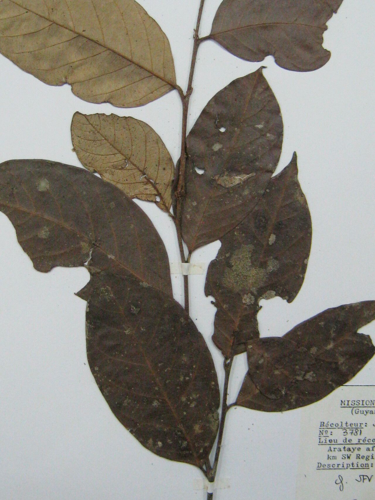 Licania densiflora other