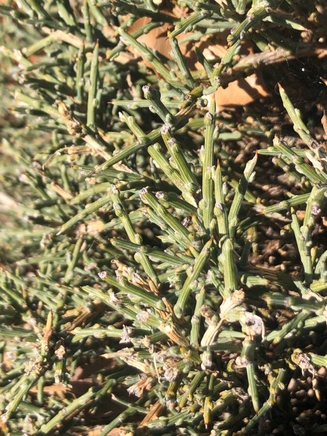 Genista mugronensis — houseplant care guide