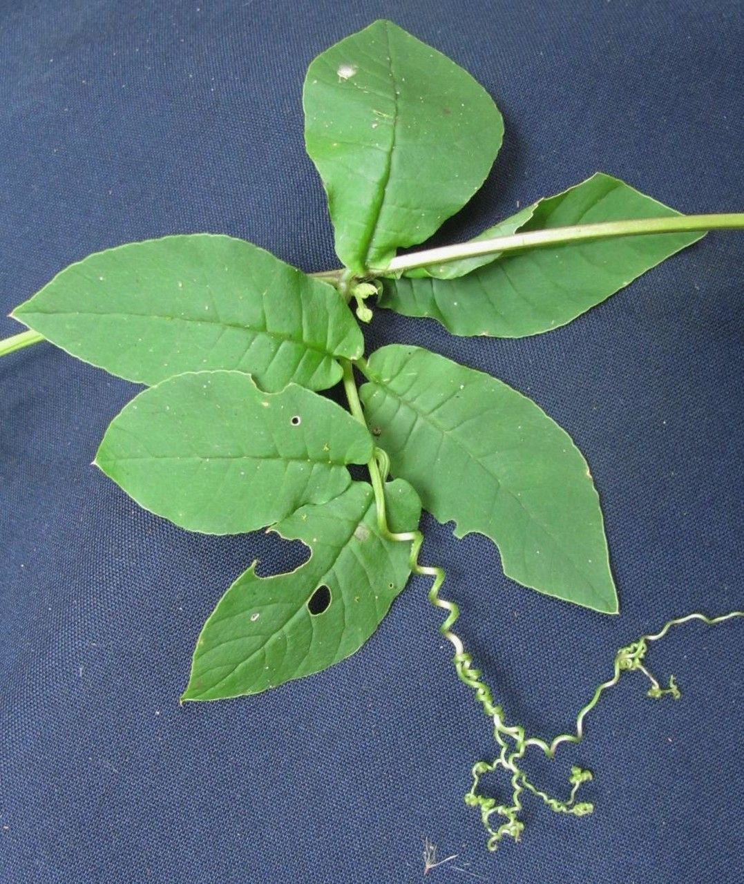 Cobaea gracilis other