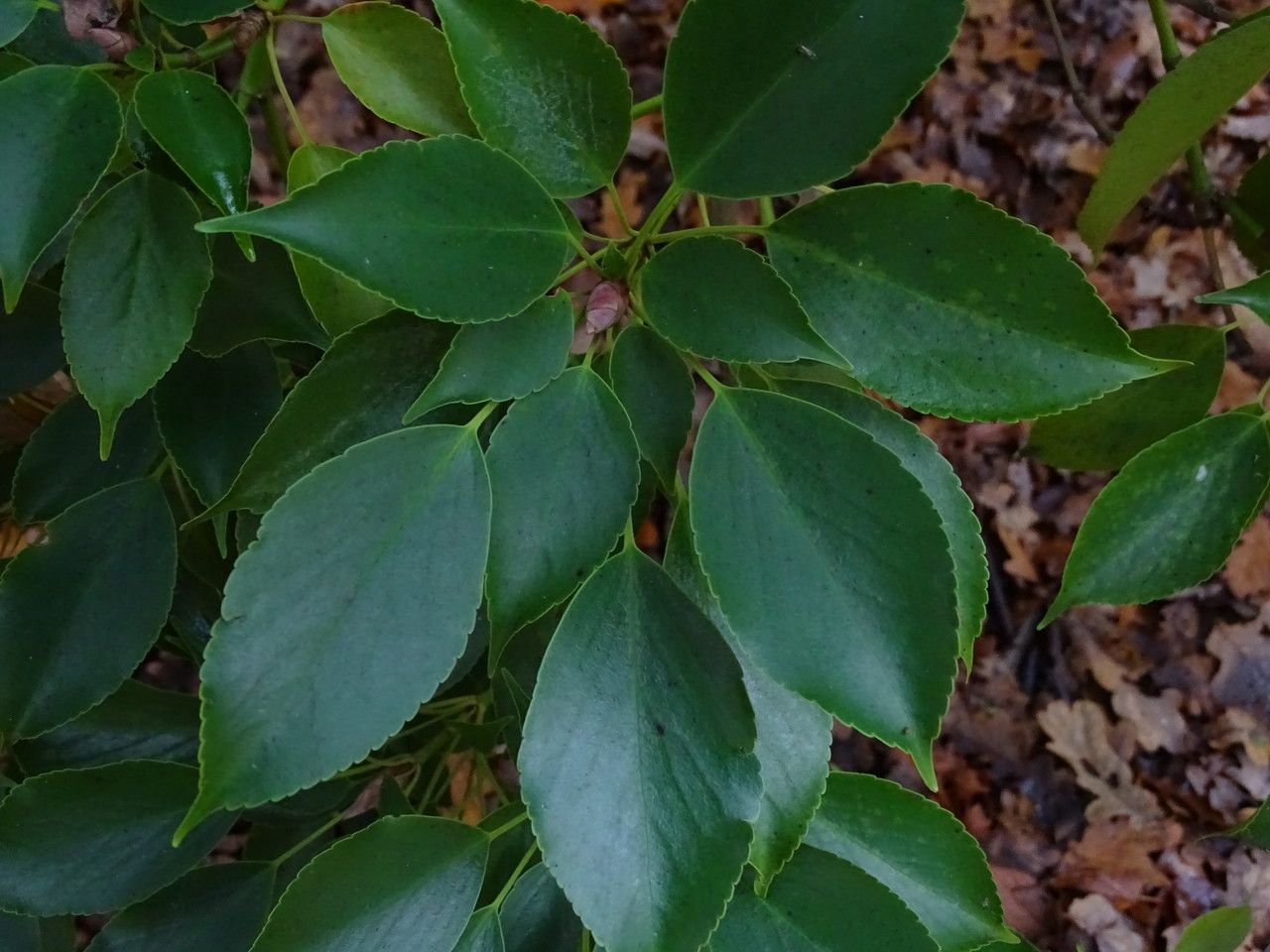 Trochodendron aralioides leaf