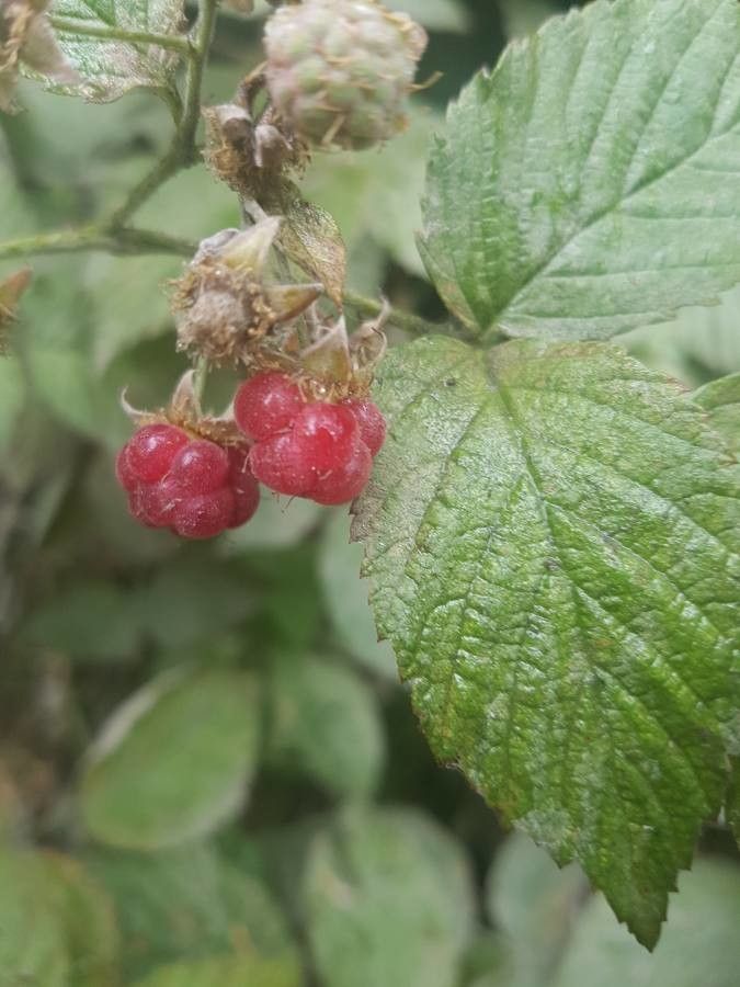 Rubus albiflorus fruit