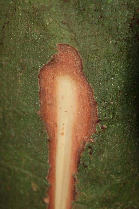 Protium gallicum other