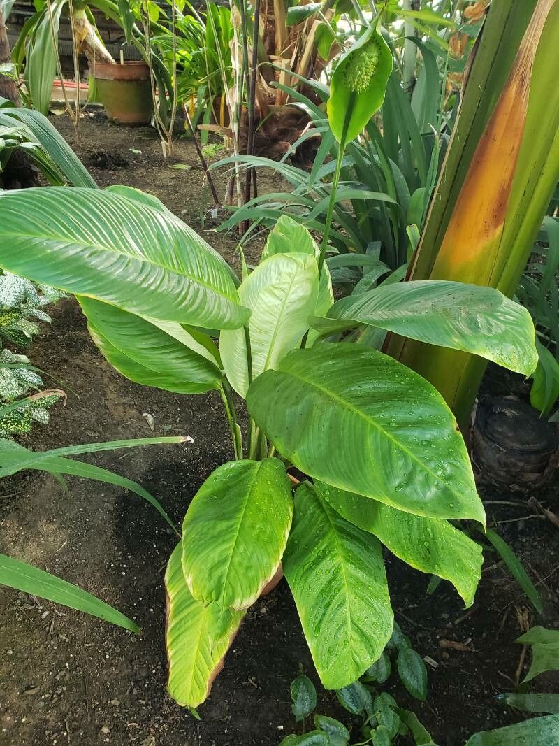 Spathiphyllum patinii habit