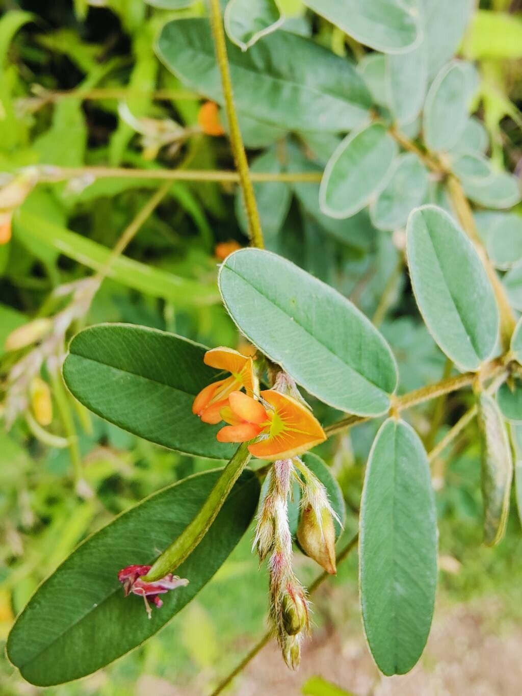 Tephrosia tinctoria — search result for 'Tephrosia'