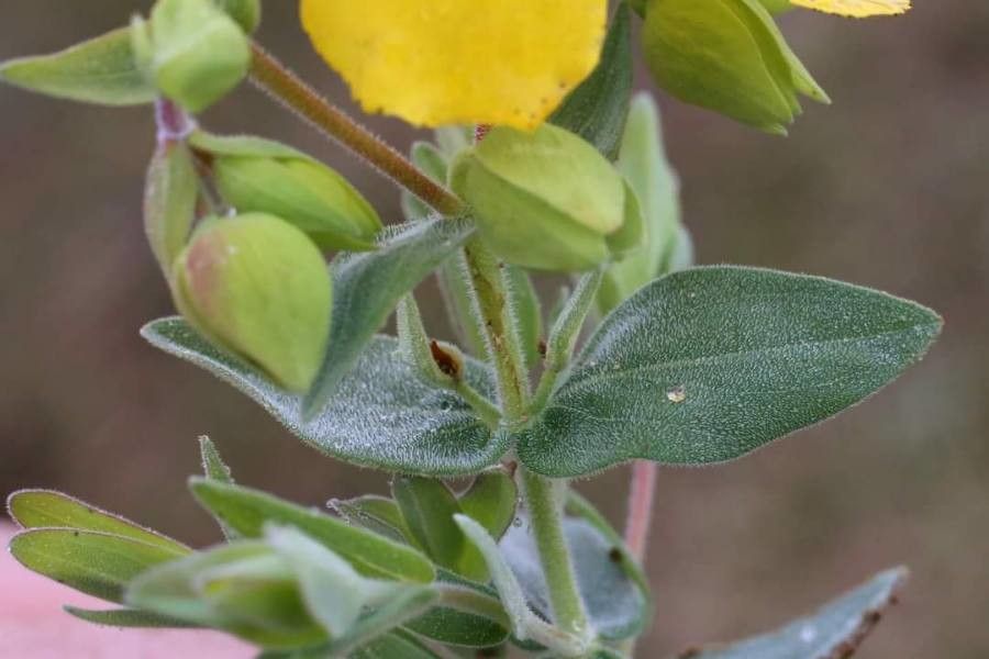 Hypericum cerastioides leaf