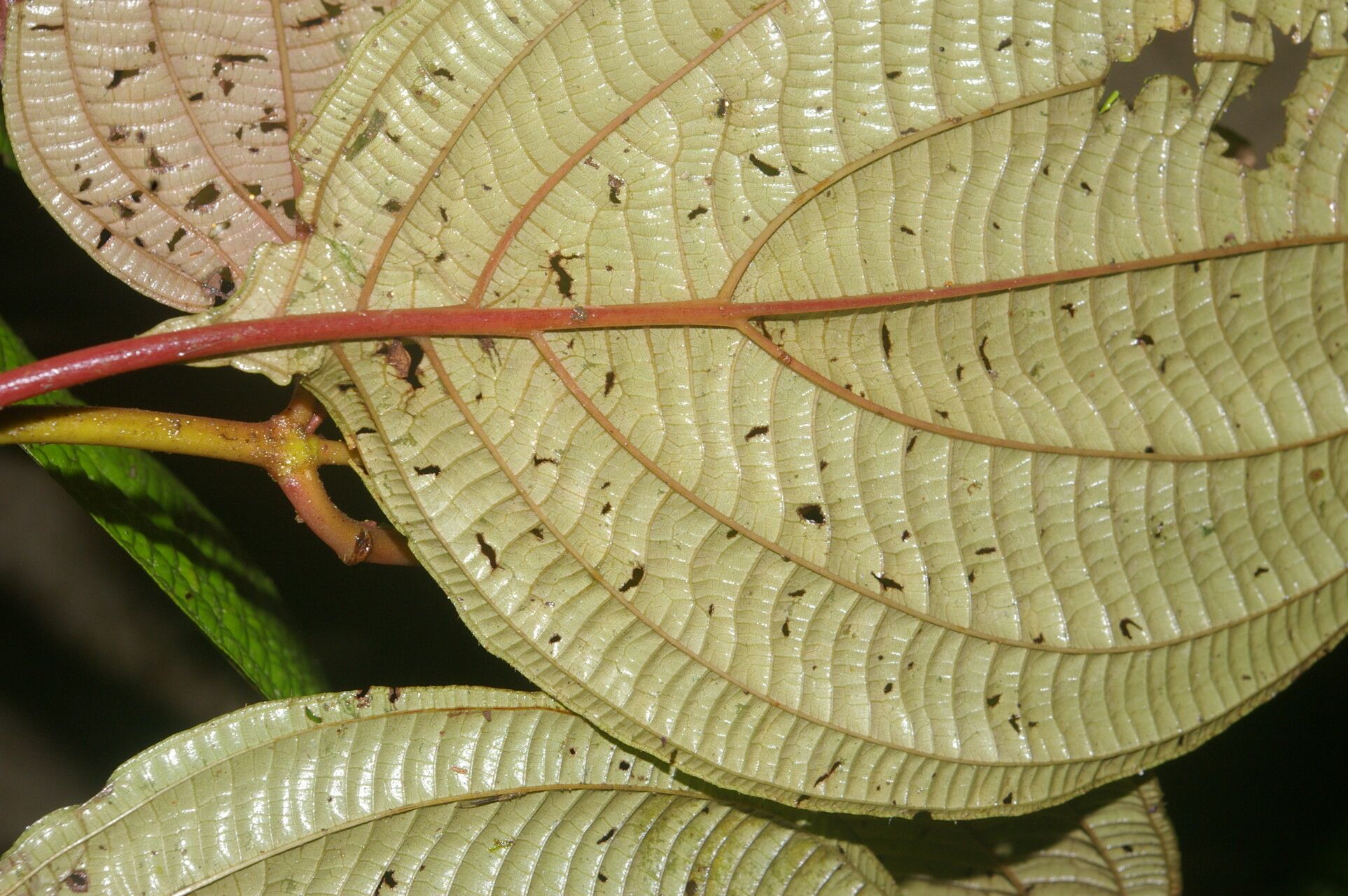 Clidemia septuplinervia leaf