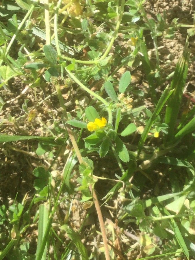 Medicago murex flower