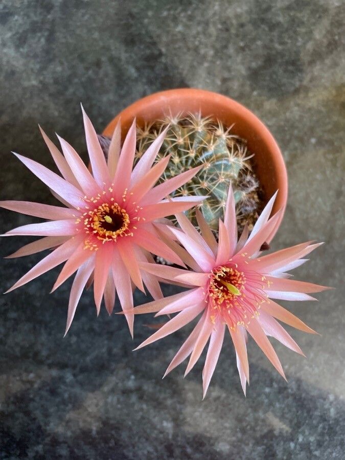 Echinopsis spp. flower