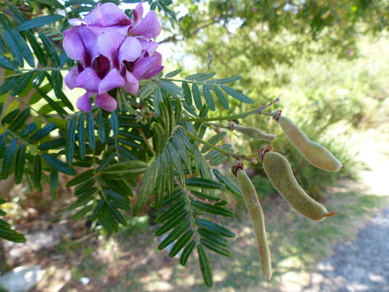 Virgilia oroboides flower