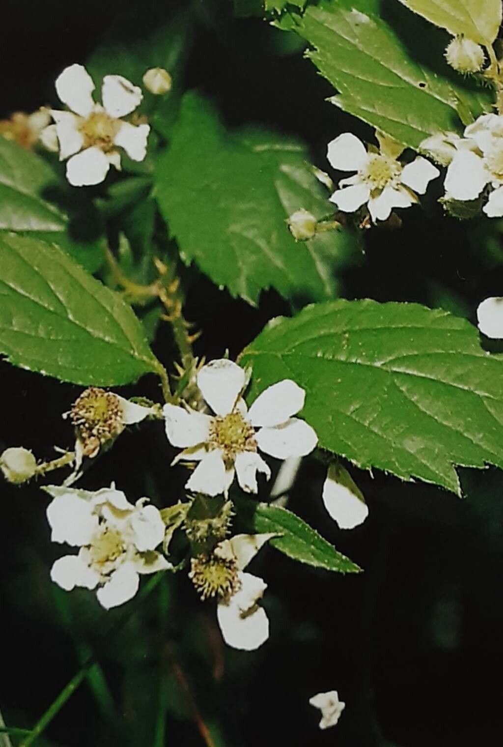 Rubus braeuckeri flower