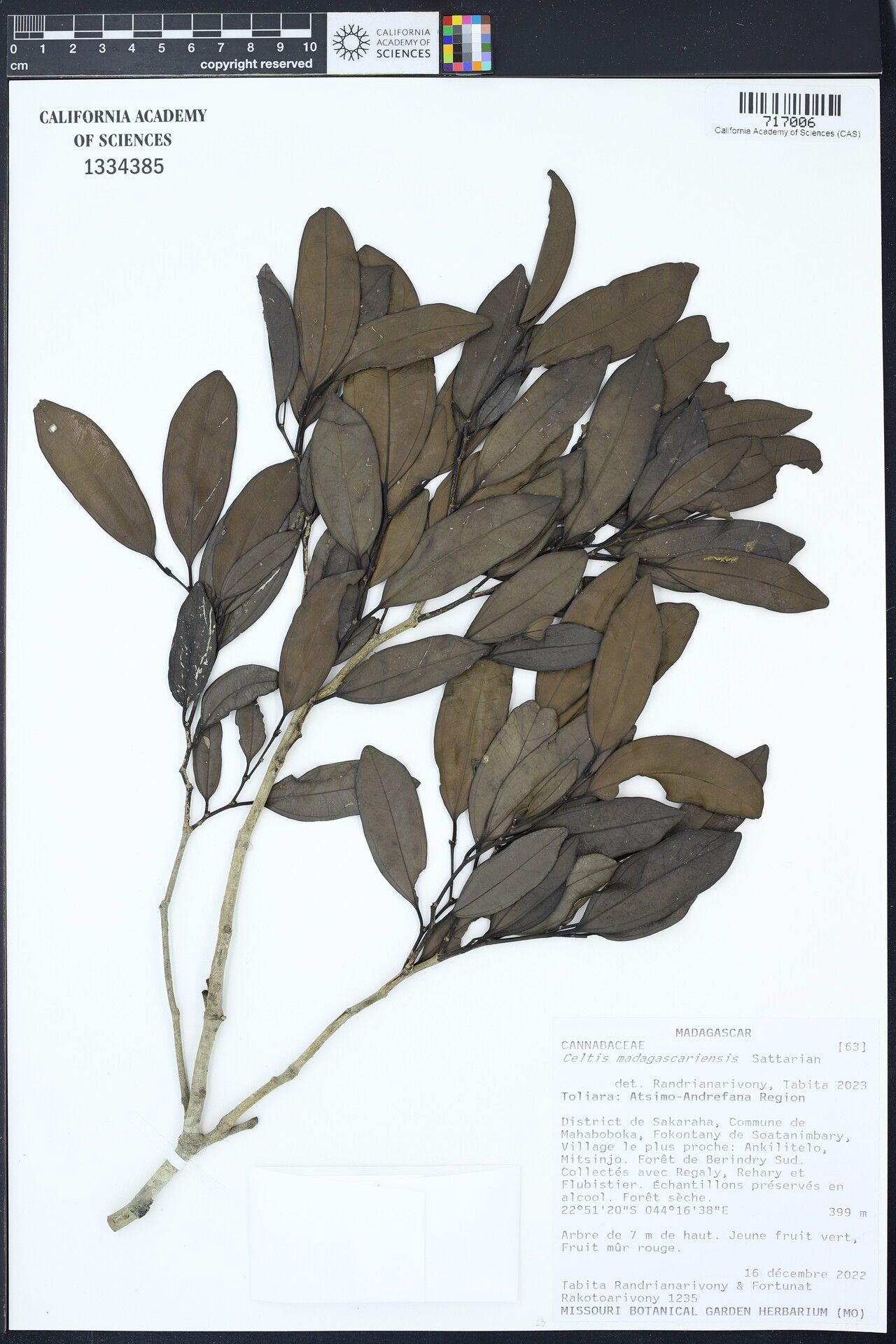 Celtis madagascariensis — search result for 'Celtis'