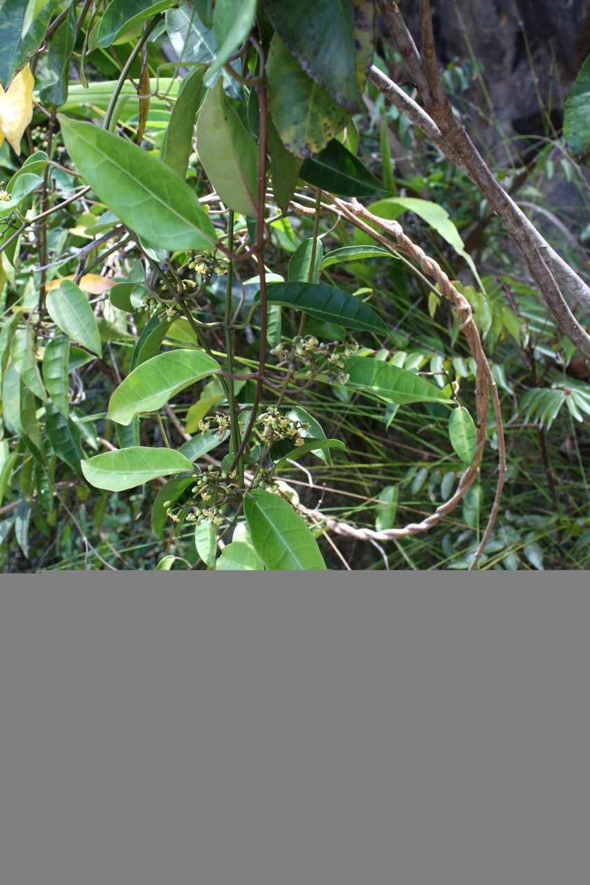Marsdenia paulforsteri habit