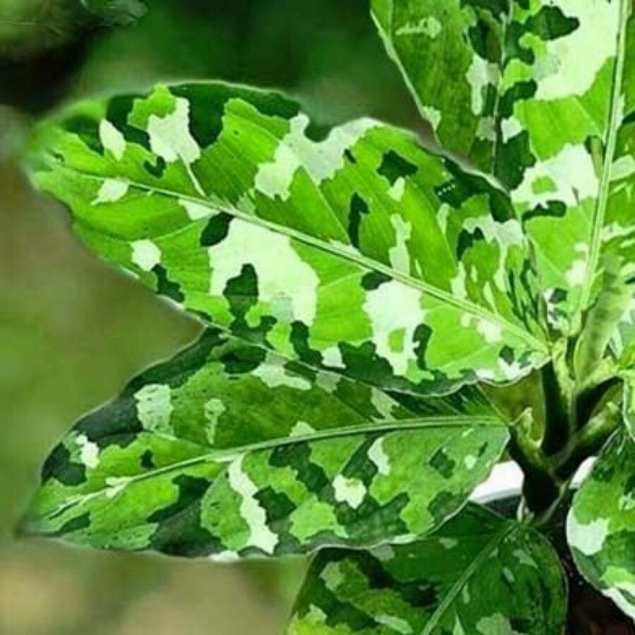 Aglaonema pictum leaf