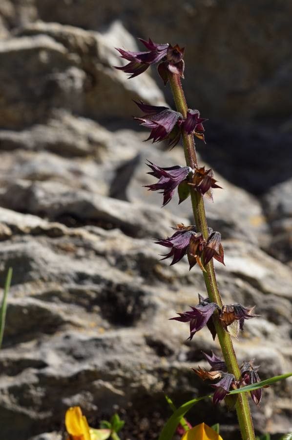 Horminum pyrenaicum fruit