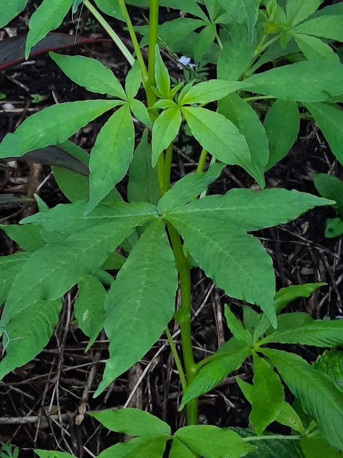 Cleome gynandra leaf
