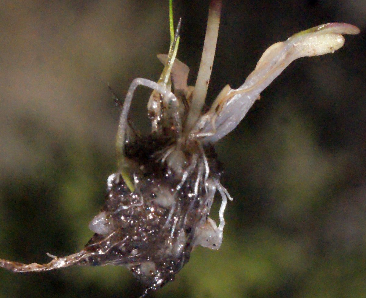 Utricularia multifida — search result for 'Utricularia'