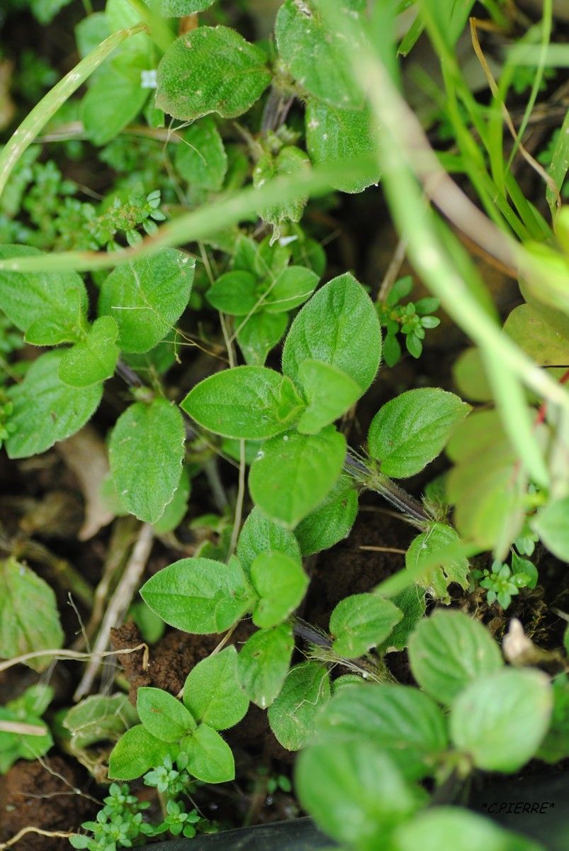 Spermacoce latifolia habit