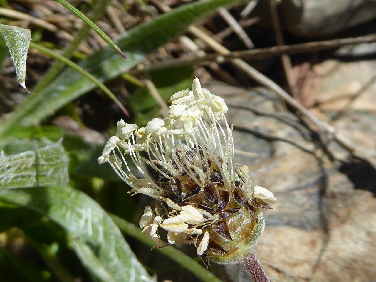 Plantago monosperma flower