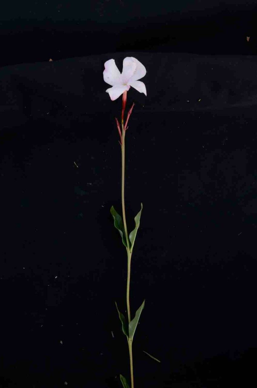 Mandevilla novocapitalis leaf