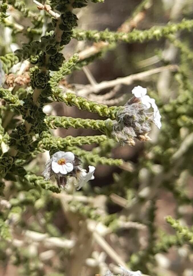 Aloysia deserticola flower