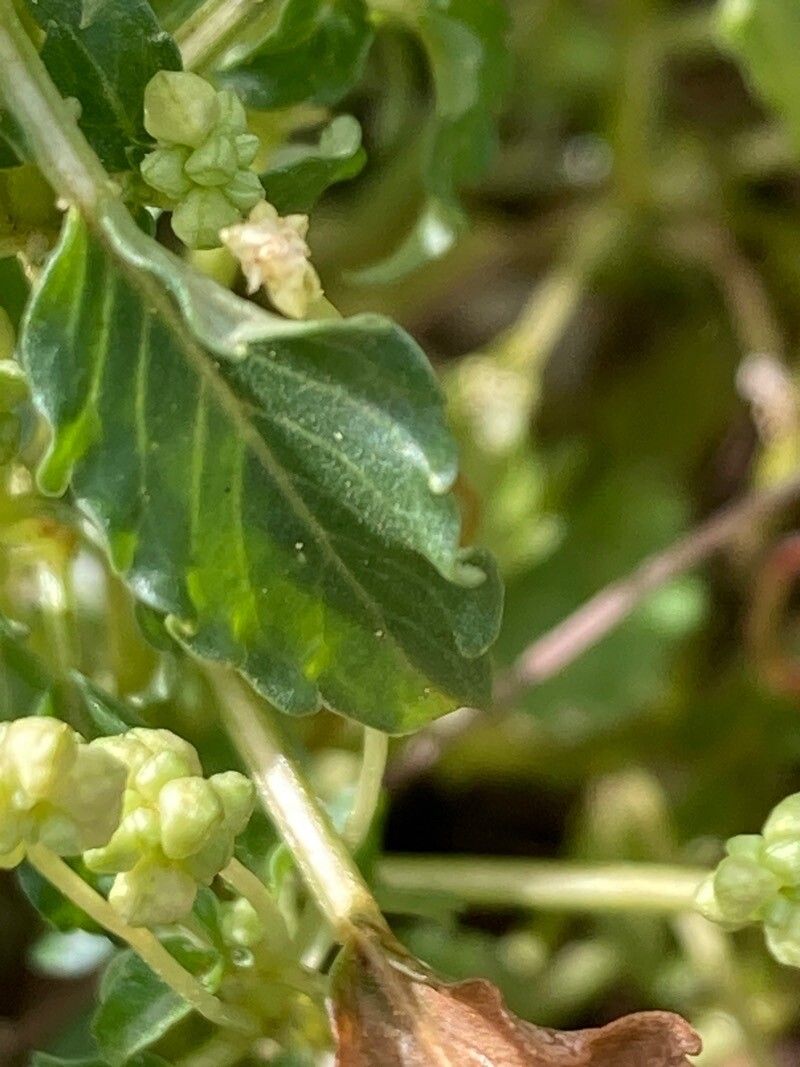Mercurialis huetii leaf