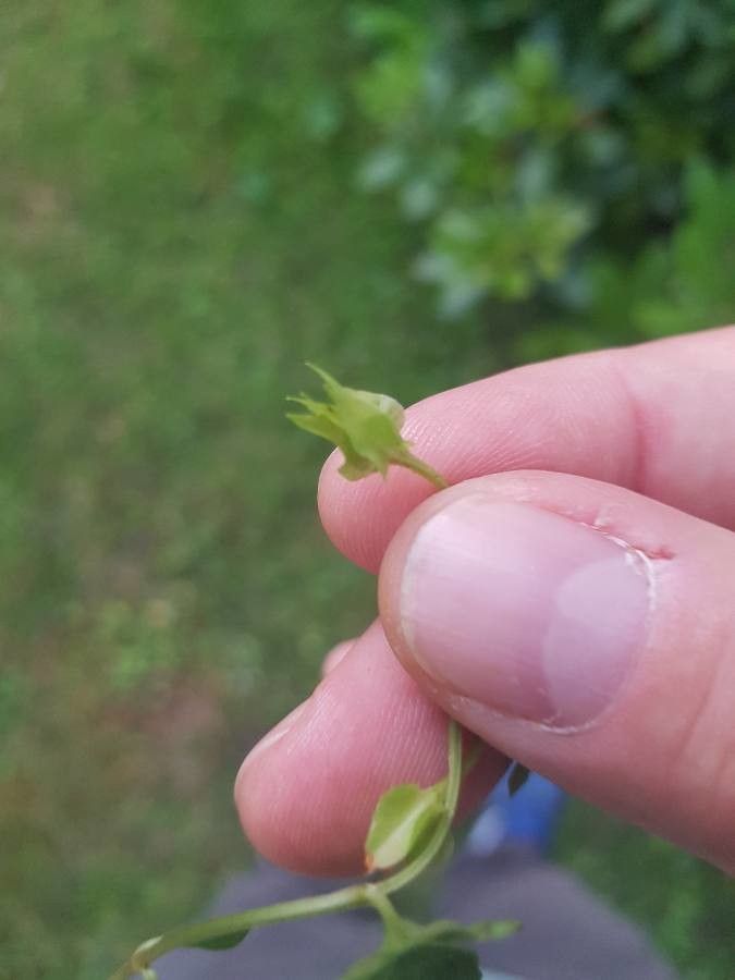 Lysimachia nemorum fruit