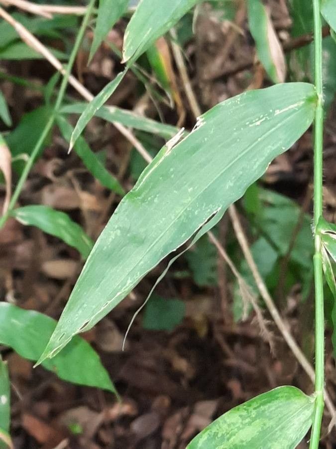 Lasiacis ruscifolia leaf