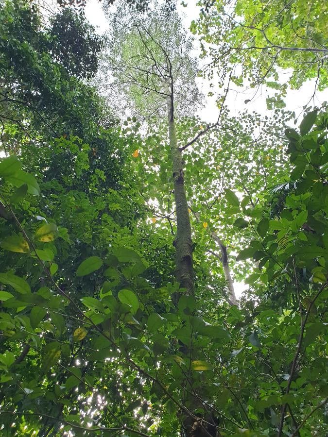 Koompassia malaccensis bark