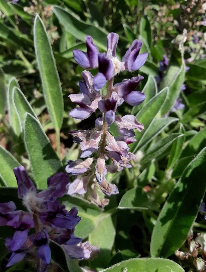 Lupinus diffusus flower