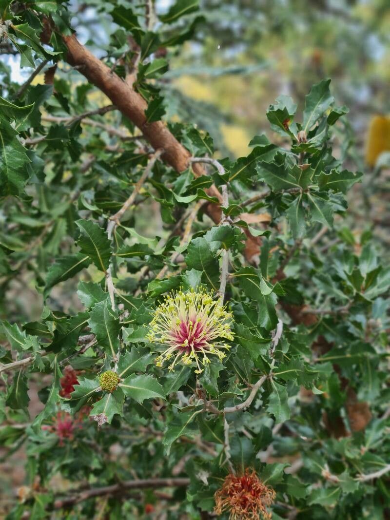 Banksia ilicifolia flower