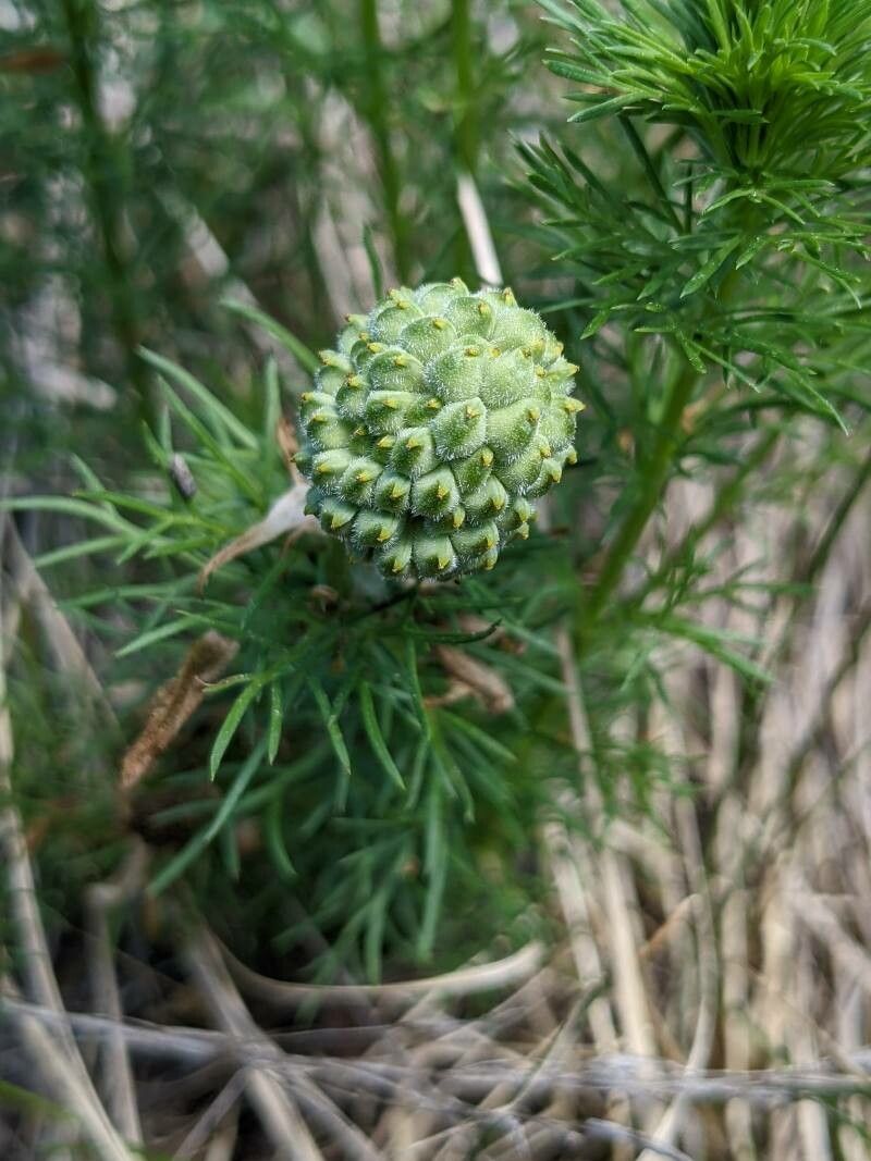 Adonis vernalis fruit
