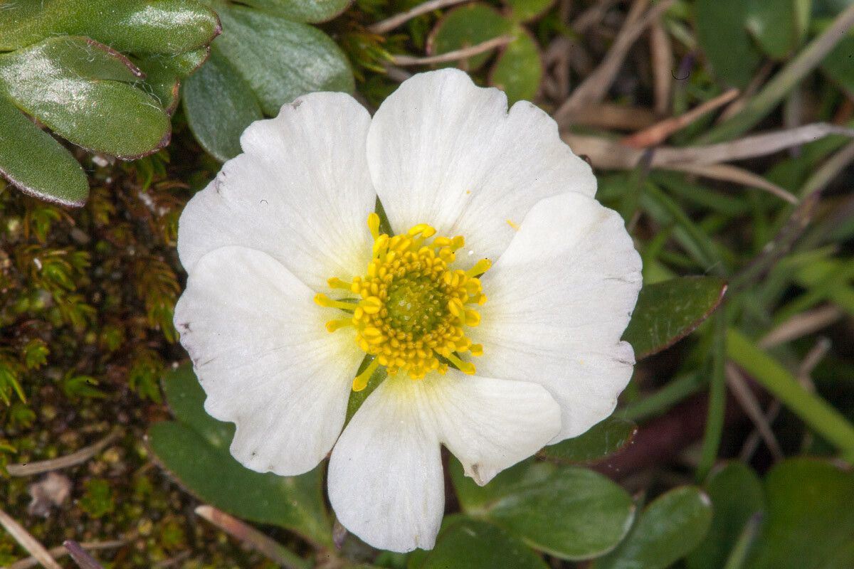Ranunculus glacialis flower