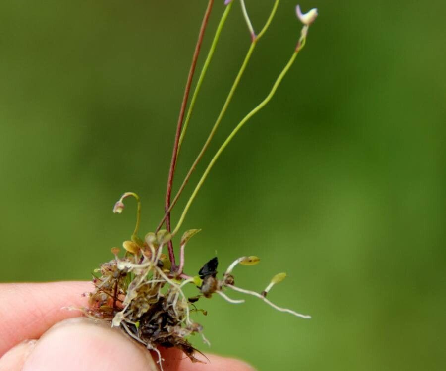Utricularia striatula — search result for 'Utricularia'