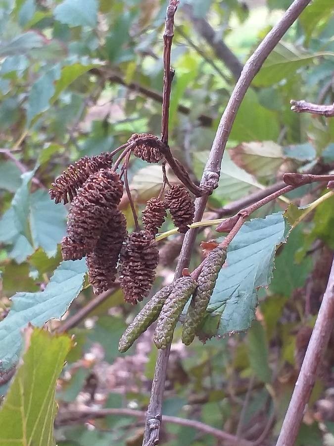 Alnus alnobetula flower