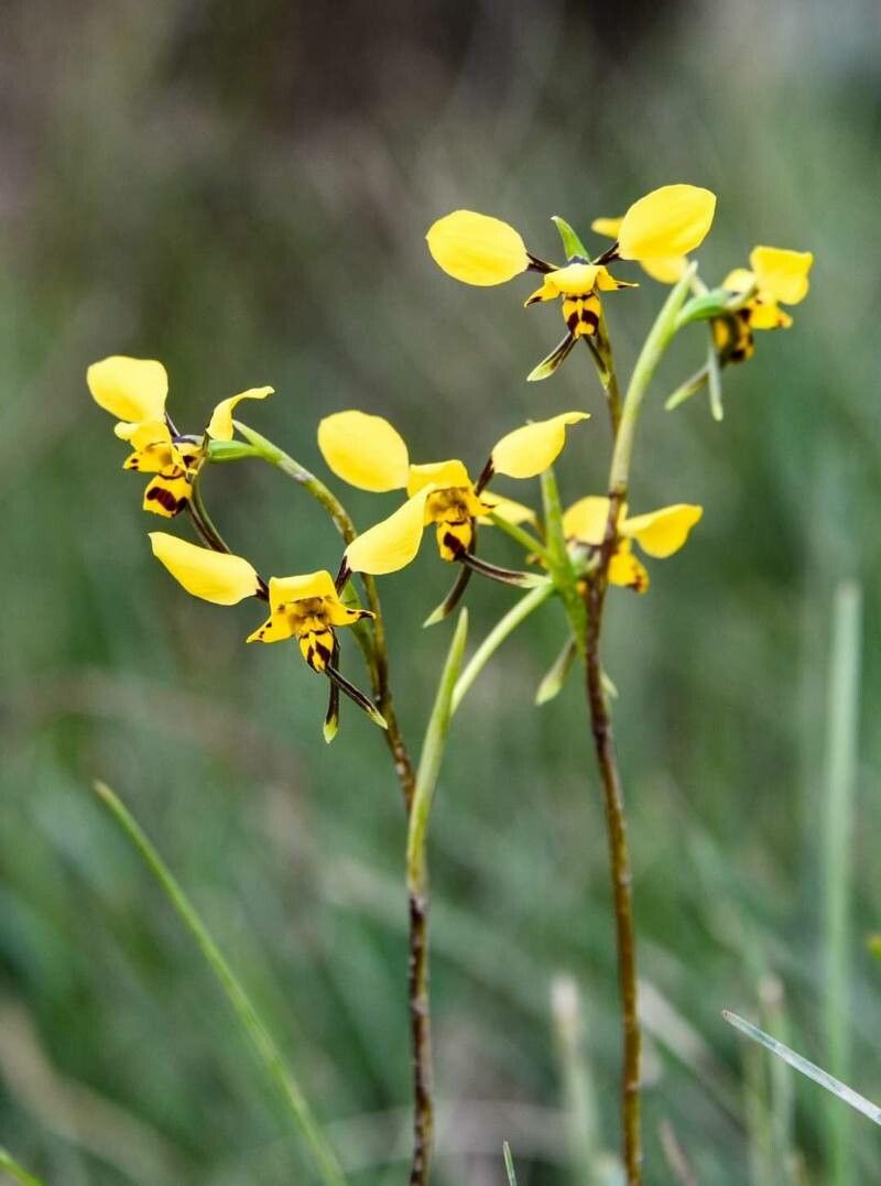 Diuris maculata flower