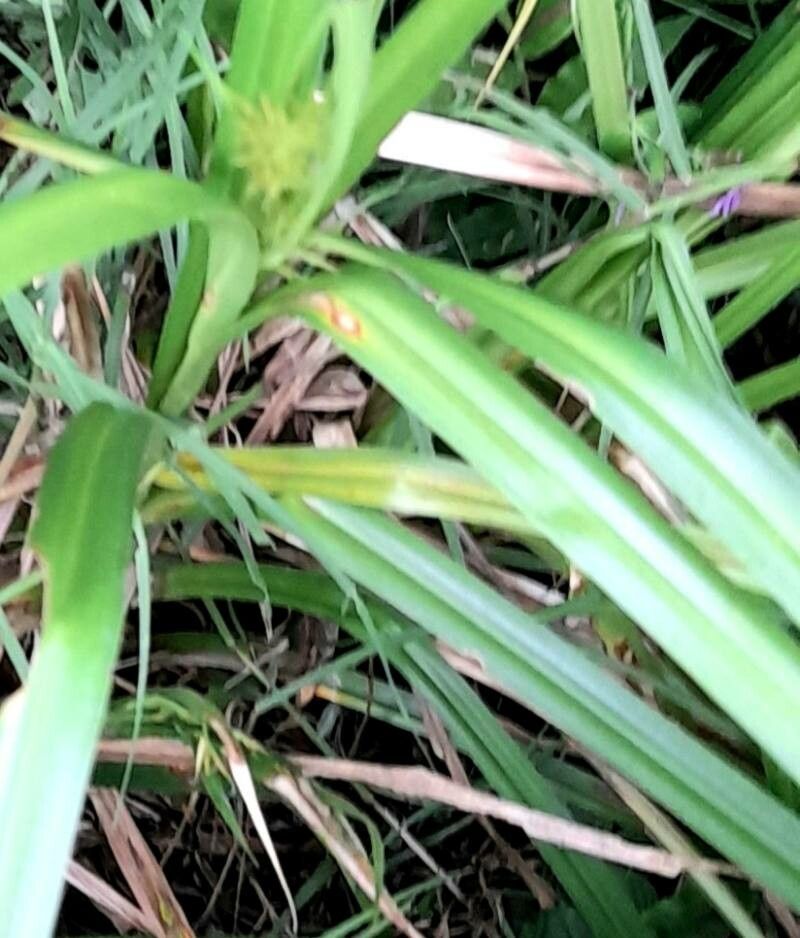 Rhynchospora hieronymi — houseplant care guide