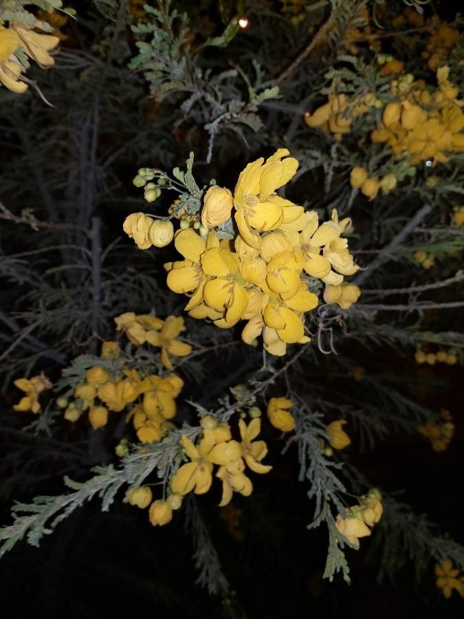 Cytisus purgans flower