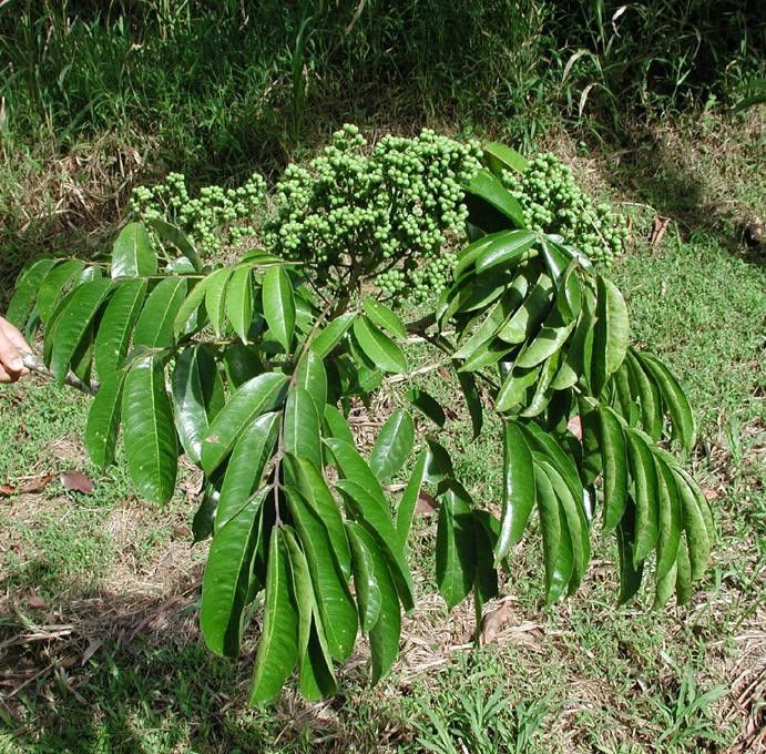 Zanthoxylum riedelianum habit