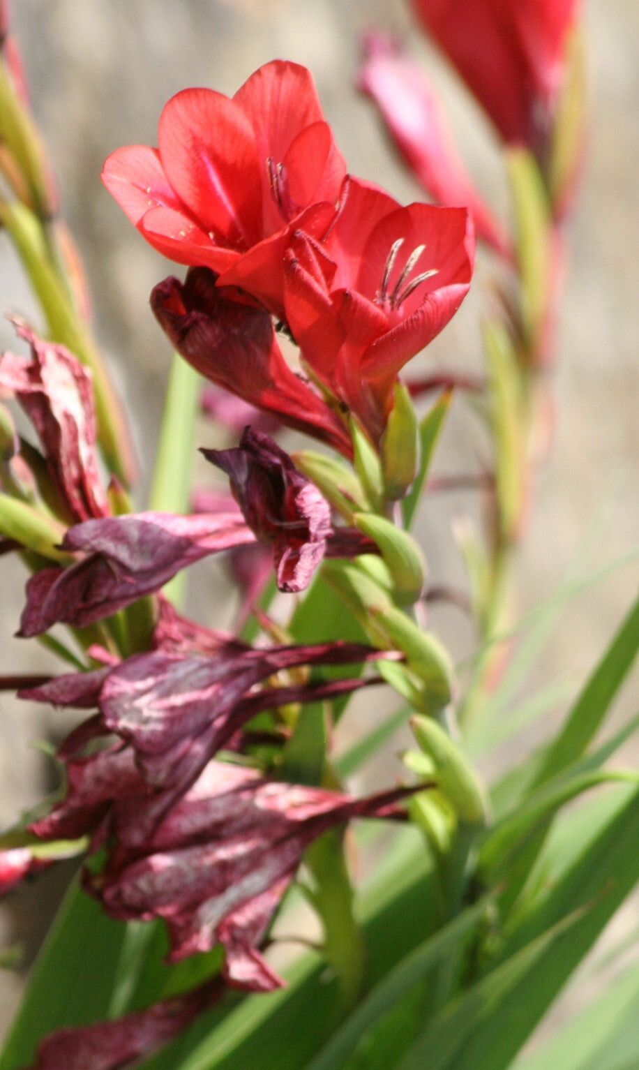 Gladiolus flanaganii — search result for 'Gladiolus'