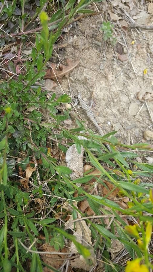 Polygala flavescens leaf