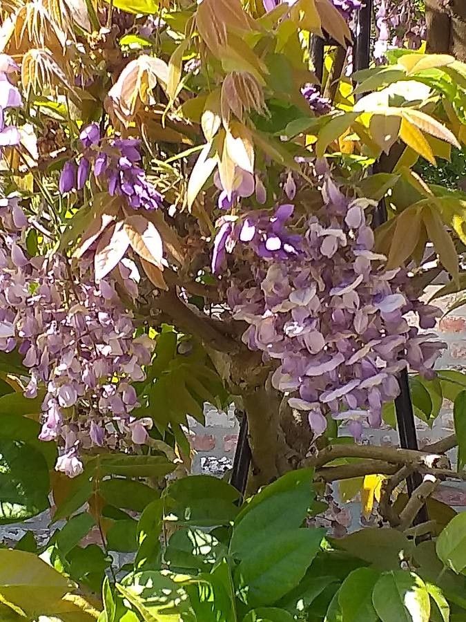 Wisteria brachybotrys flower