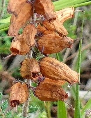 Erica ciliaris fruit