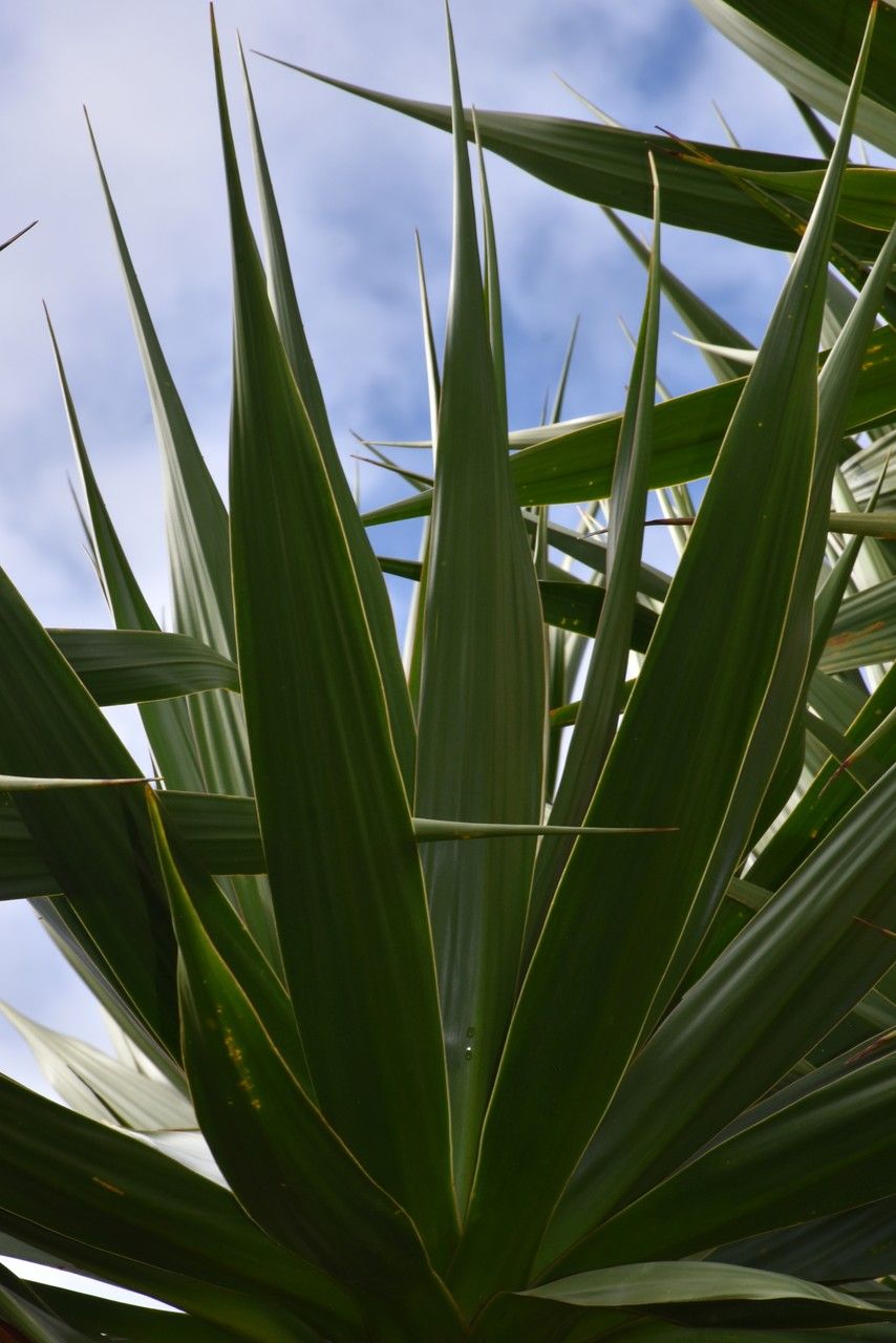Dracaena concinna