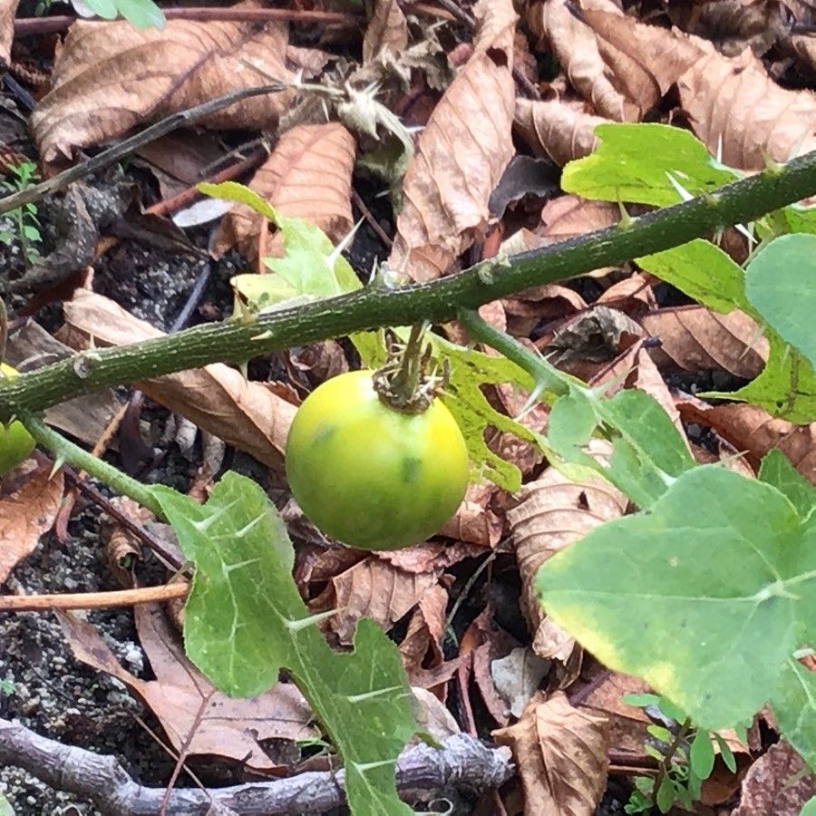 Solanum linnaeanum fruit