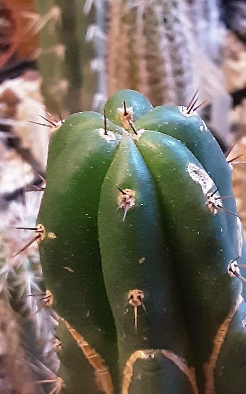 Echinopsis santaensis — search result for 'Echinopsis'