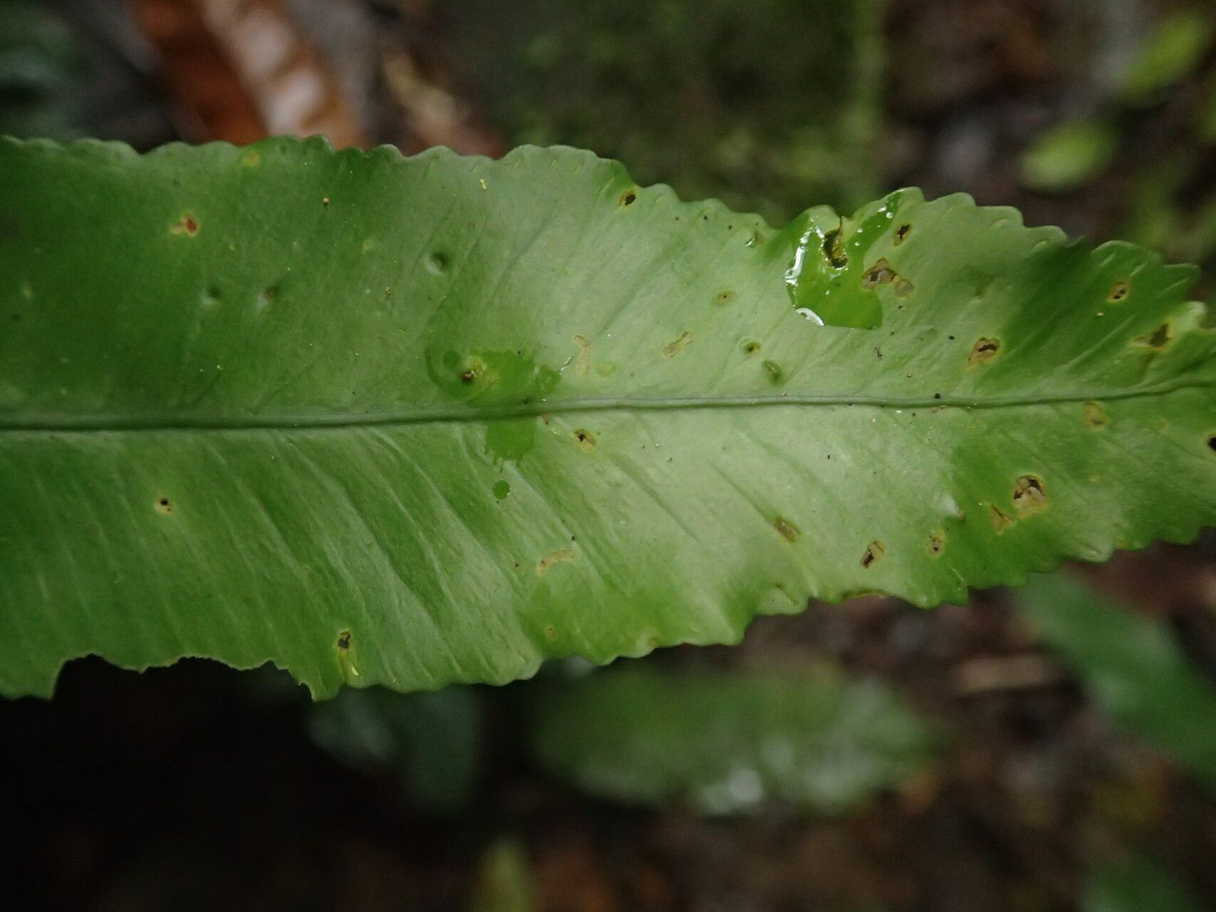 Asplenium variabile — houseplant care guide