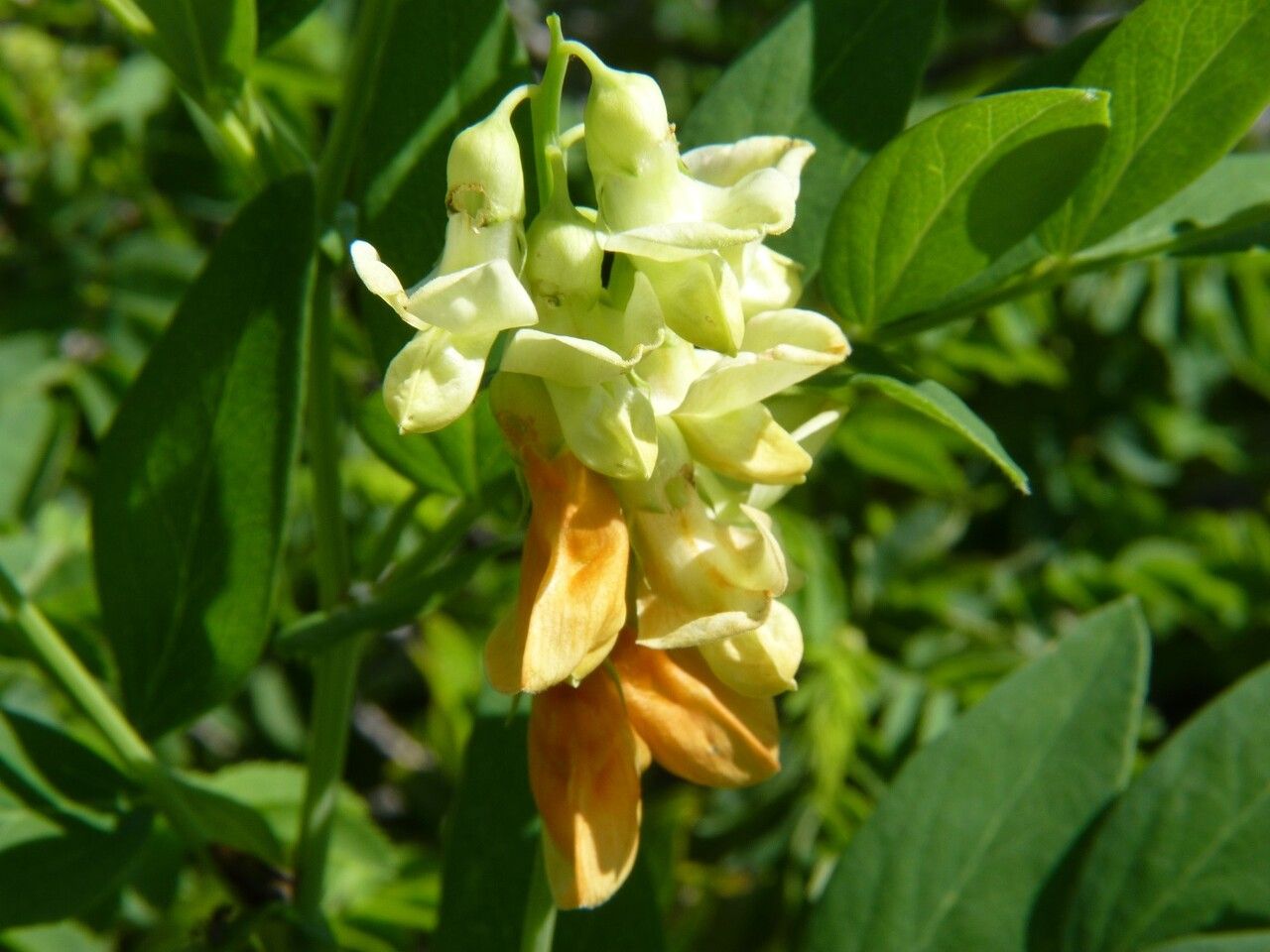 Lathyrus ochraceus flower