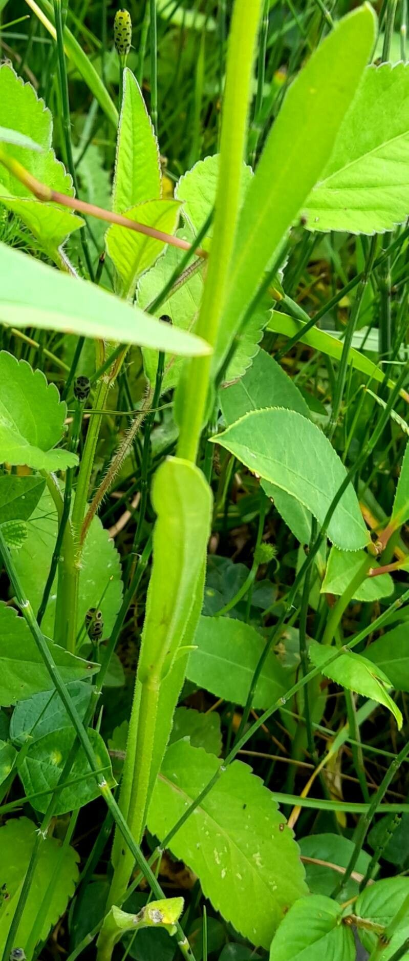 Erigeron primulifolius — search result for 'Erigeron'