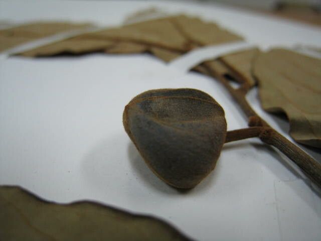 Annona hypoglauca other